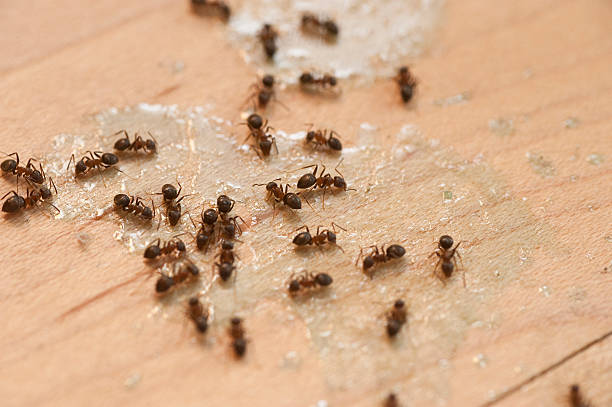 Best Affordable Exterminators  in Tappan, NY