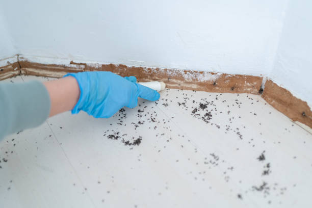 Best Local Pest Control Services  in Tappan, NY